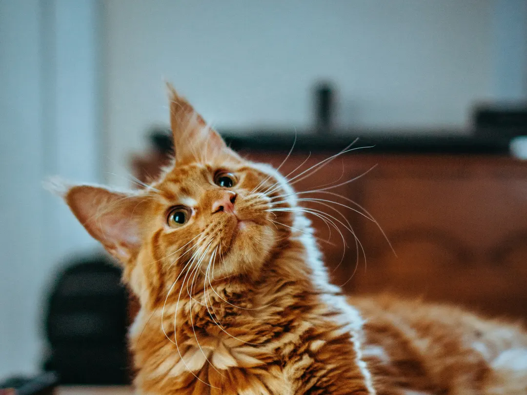 Ahşap sehpanın üzerinde uzanan sarı tüylü kedi
